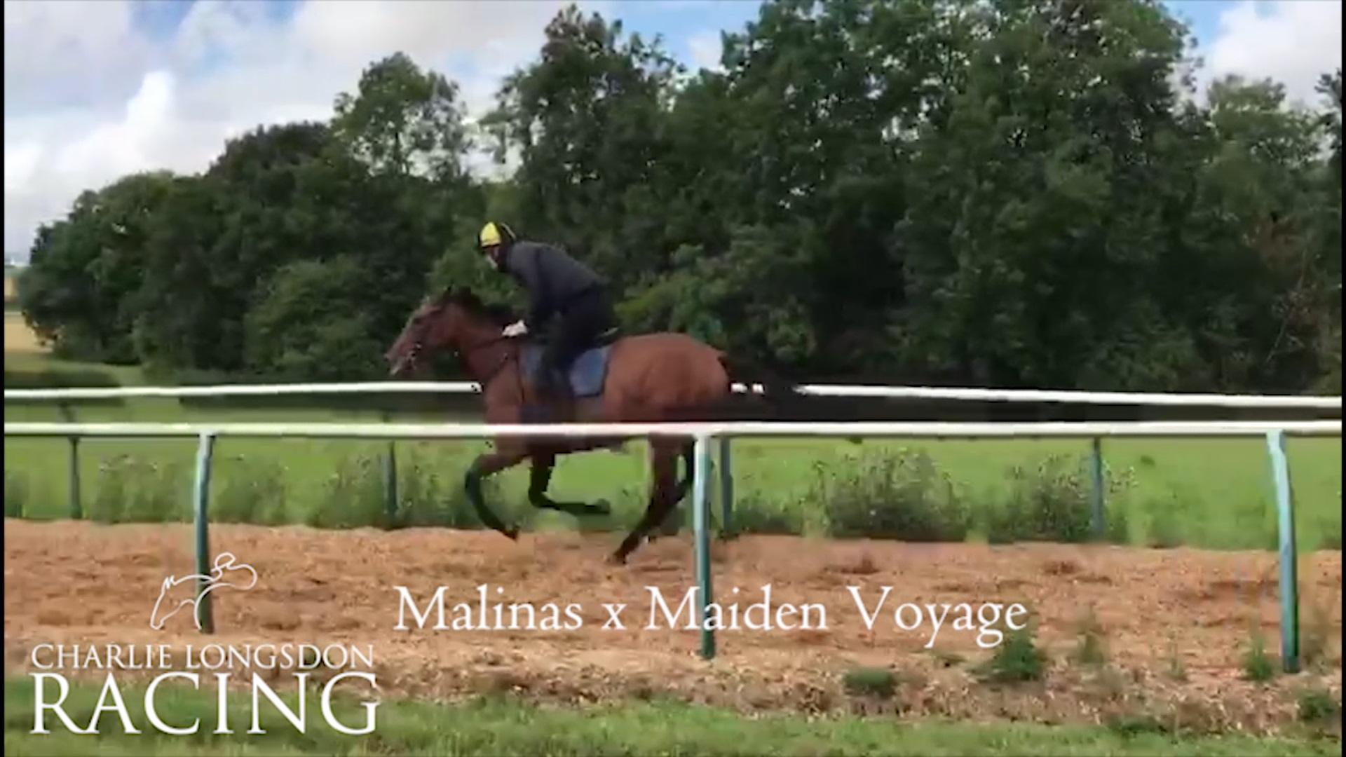 Malinas 3 year old filly available For Sale