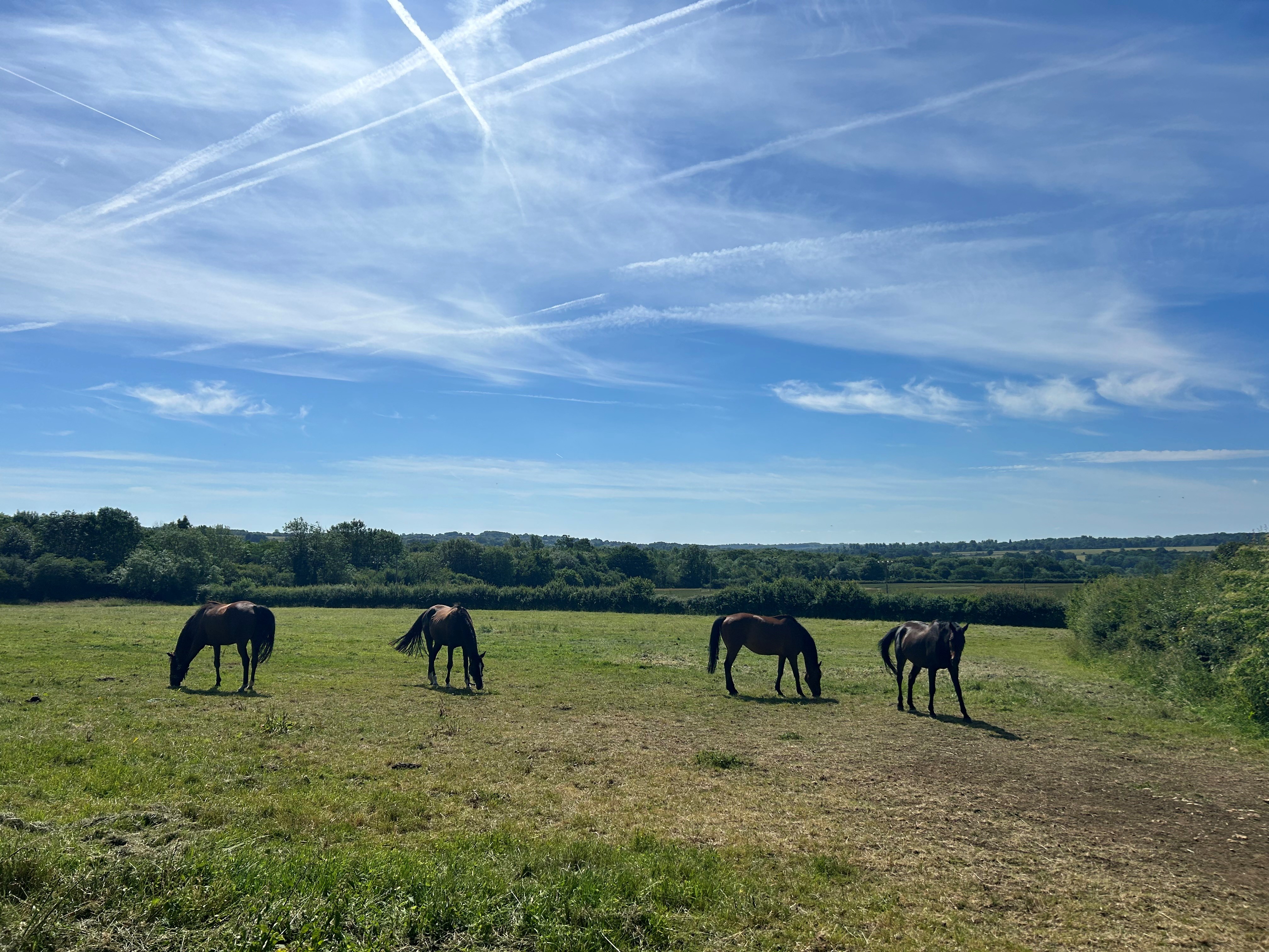 The winter jumpers out on their holidays! 