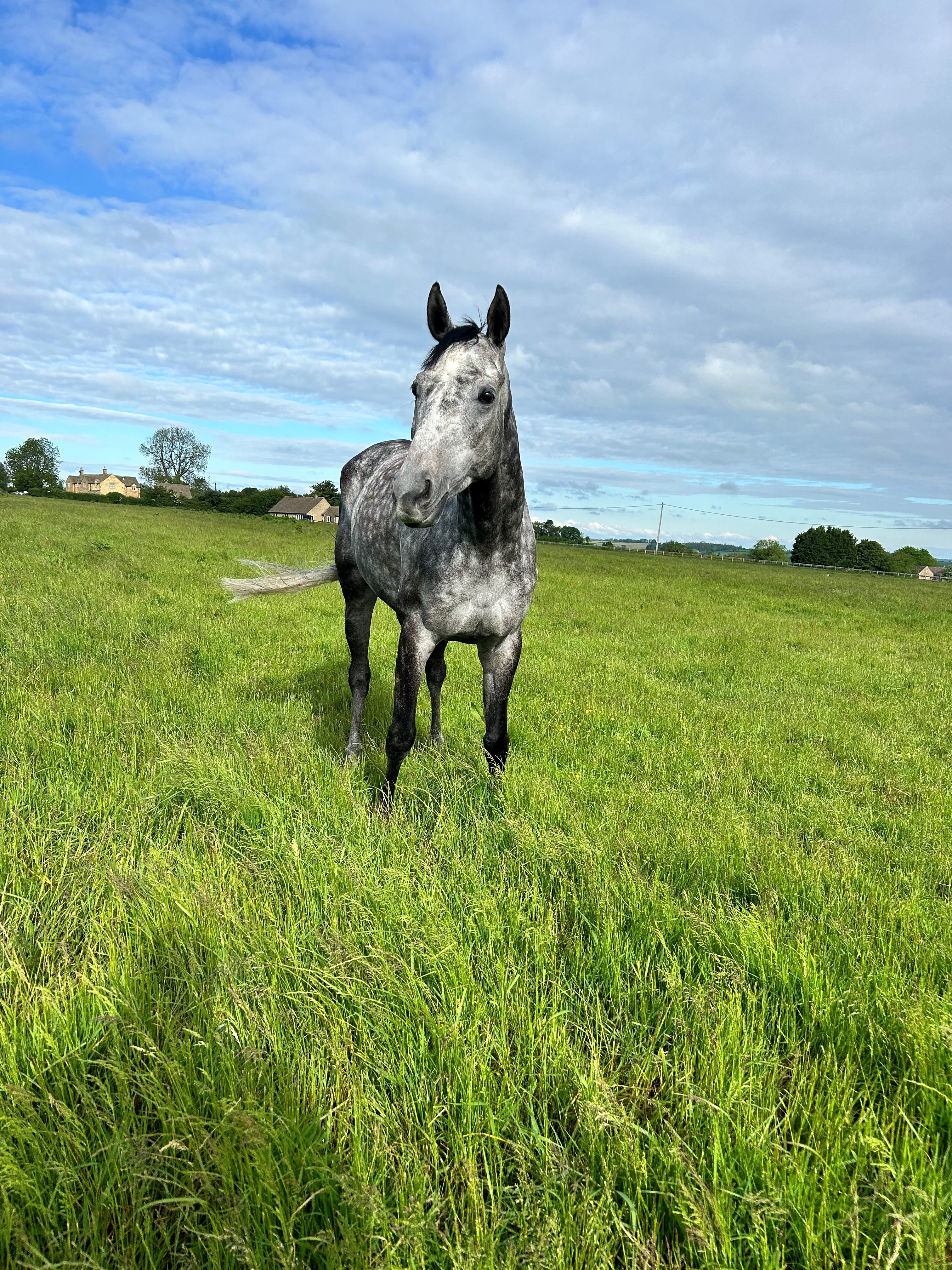 Let It Shine out in the field enjoying his retirement! 