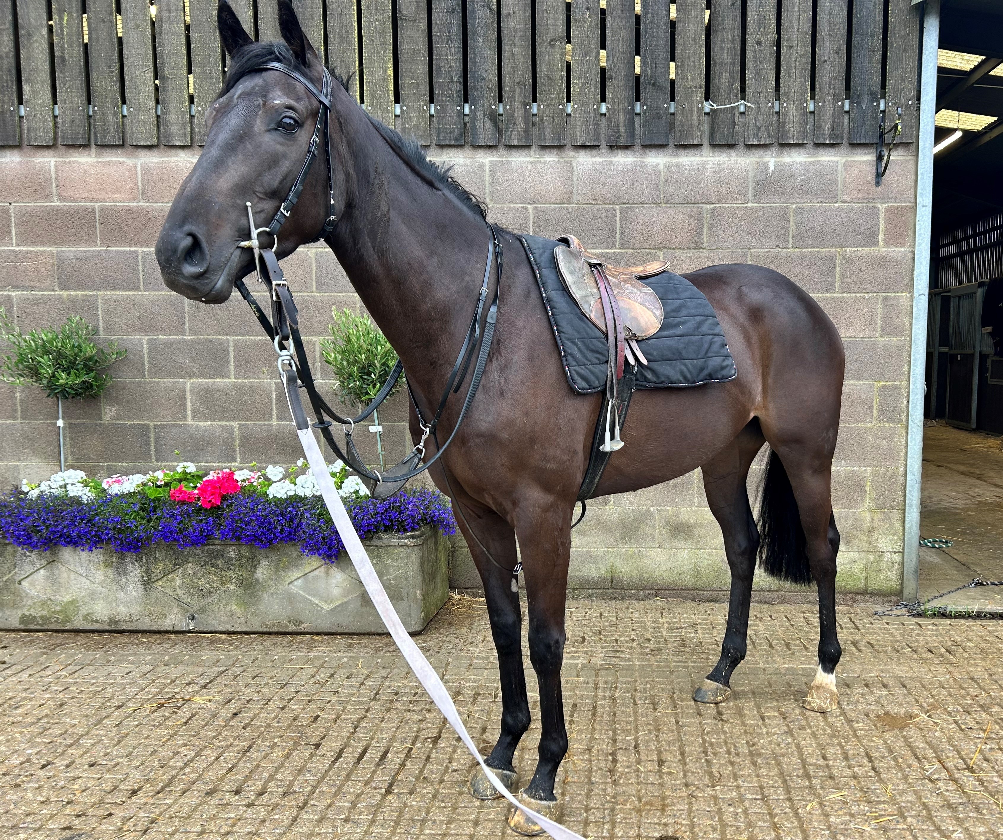 Maxios X getting ready for a long-reining session!