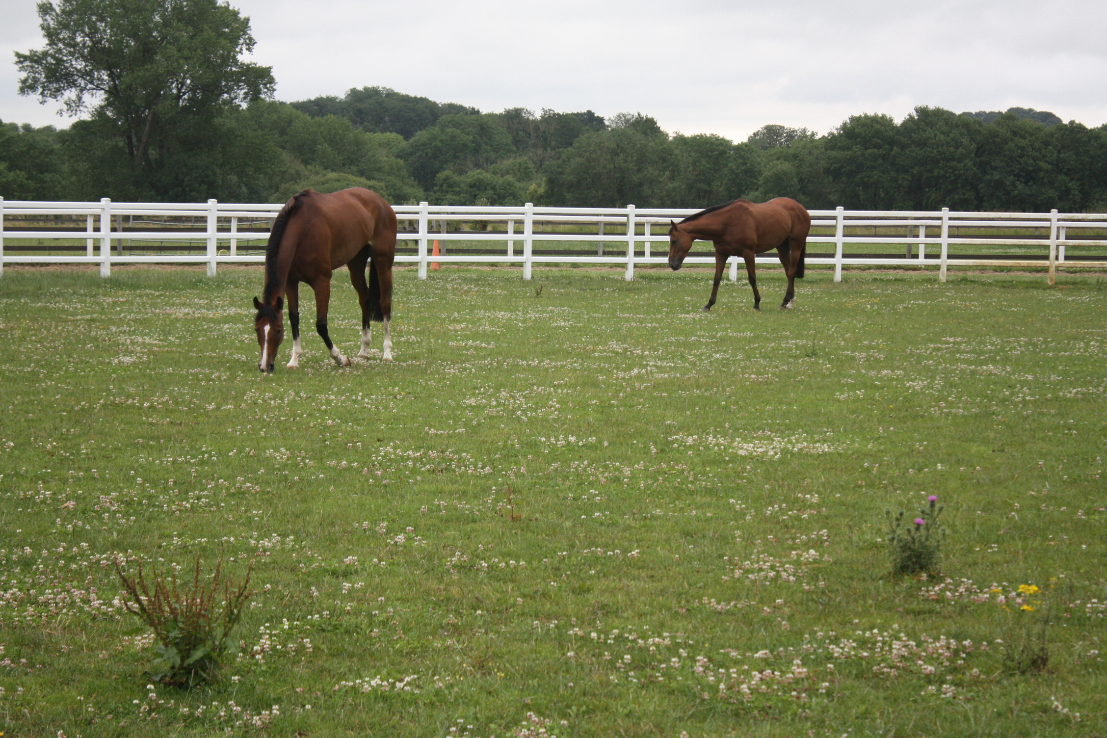 The horses having some field time. 