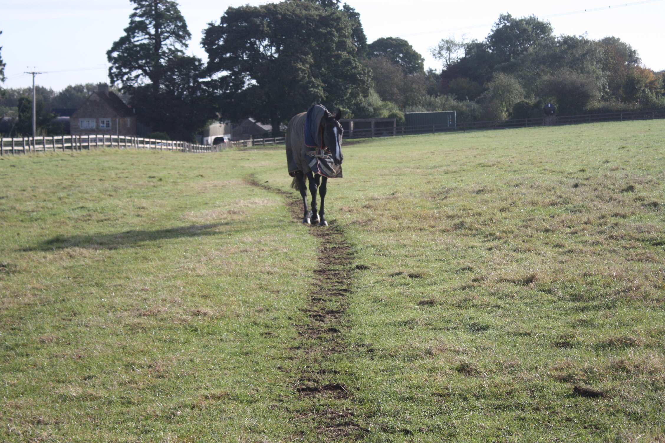 The Dark Edge enjoying his field time! 