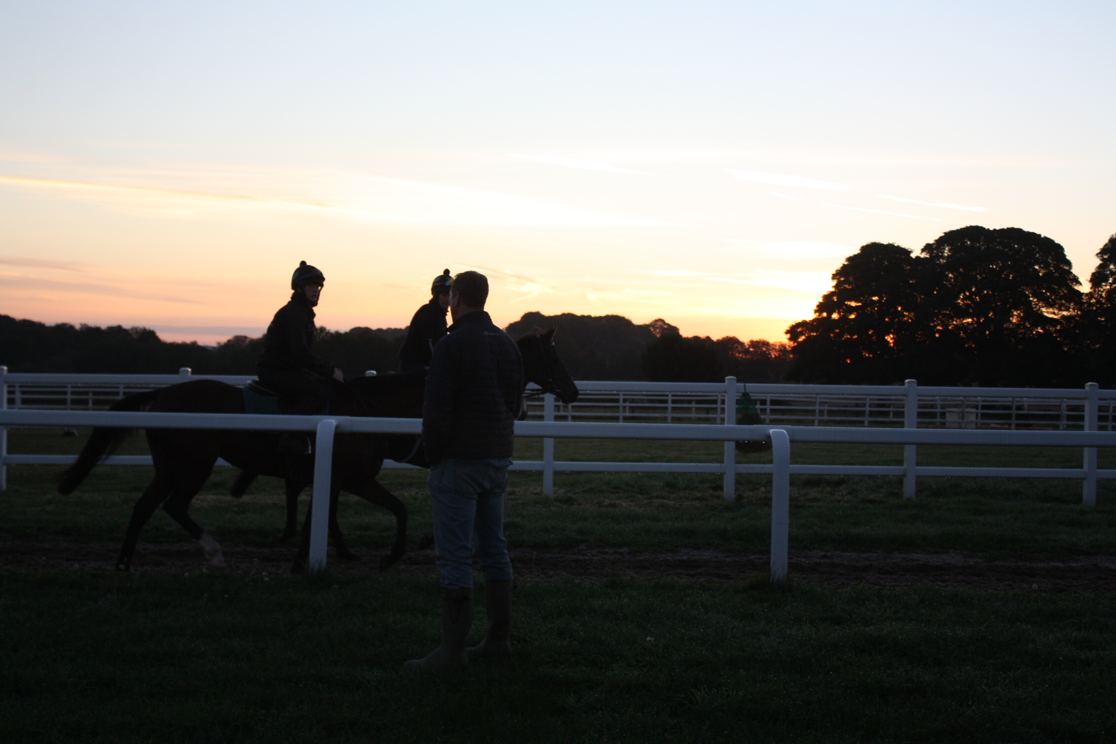 The horses warming up